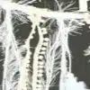 לוכד חלומות עץ החיים